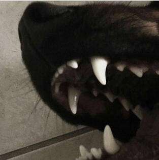 Wolves/Wolfdogs(delusion)